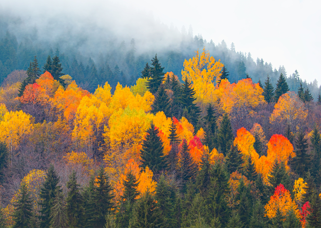 kiralik-aracla-dogu-karadenizde-sonbahar